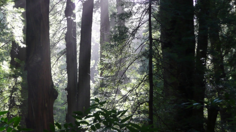 mt.tamalpais11.jpg