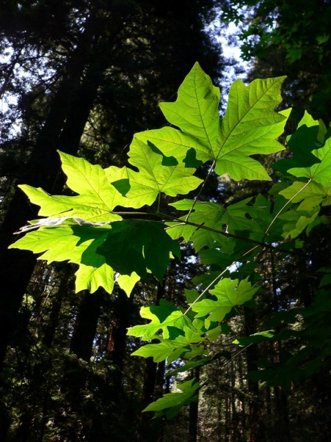 mt.tamalpais12.jpg