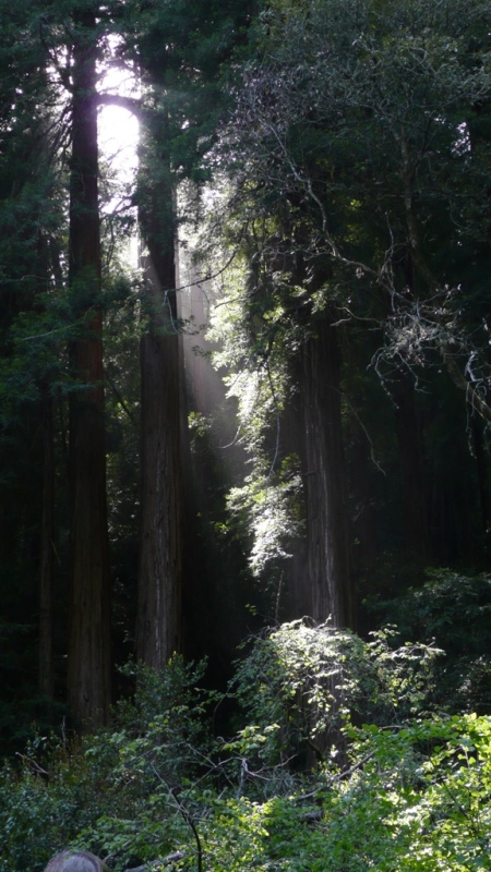 mt.tamalpais13.jpg